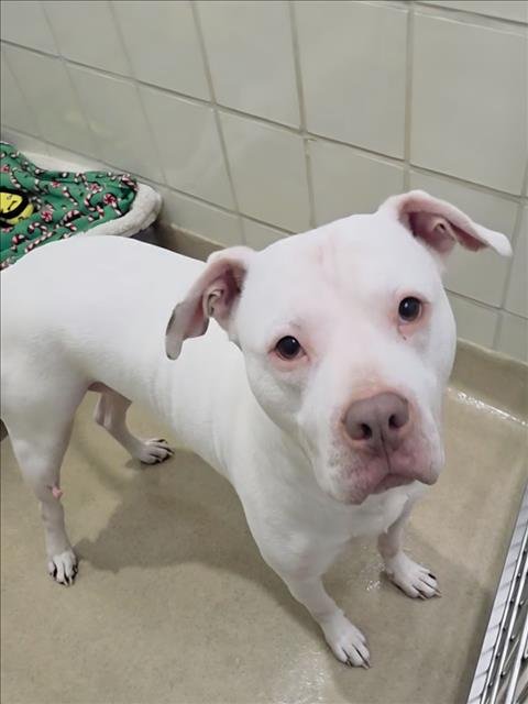 CRATOS - American Pit Bull Terrier available for adoption