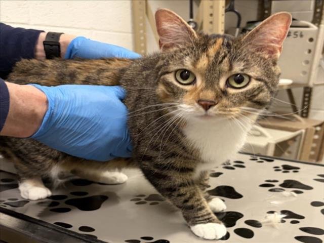 NALA Image
