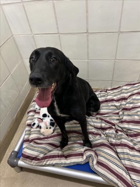 *DARCIE - Labrador Retriever available for adoption