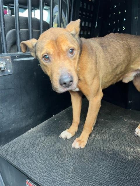 *BALBOA - American Pit Bull Terrier available for adoption