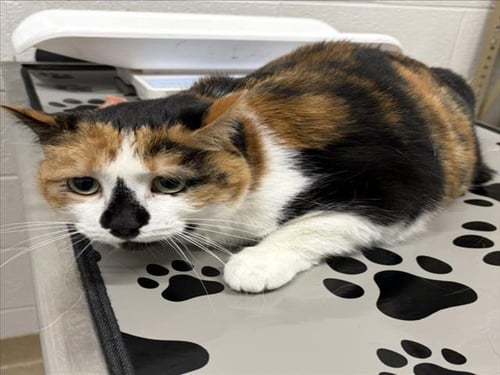 MARCY - Domestic Short Hair for adoption in Rockville
