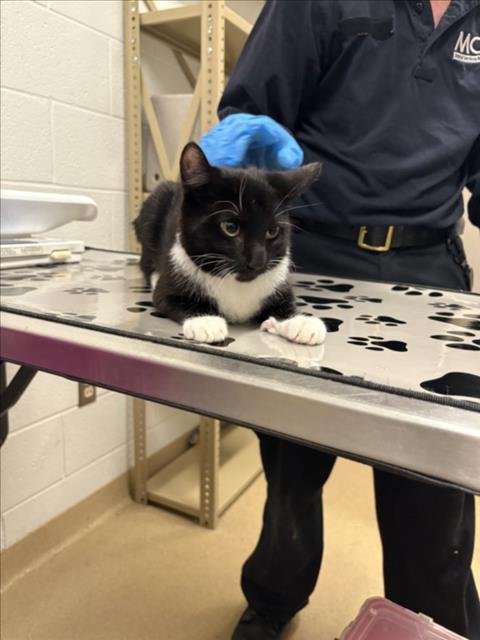 *BOOTS WITH THE FUR - Domestic Short Hair available for adoption