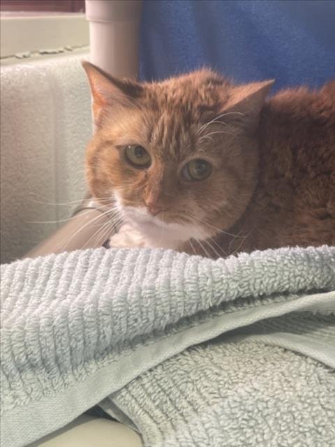 *PATCH - Domestic Short Hair available for adoption