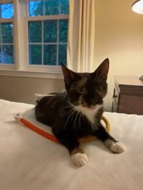 ASHLEY - Domestic Short Hair available for adoption