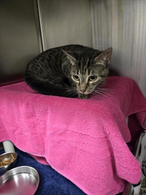 *APPLE BOTTOM JEANS - Domestic Short Hair available for adoption