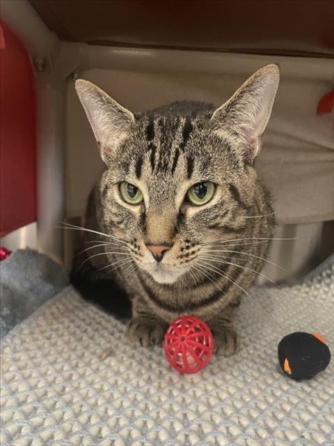 *APPLE BOTTOM JEANS - Domestic Short Hair available for adoption