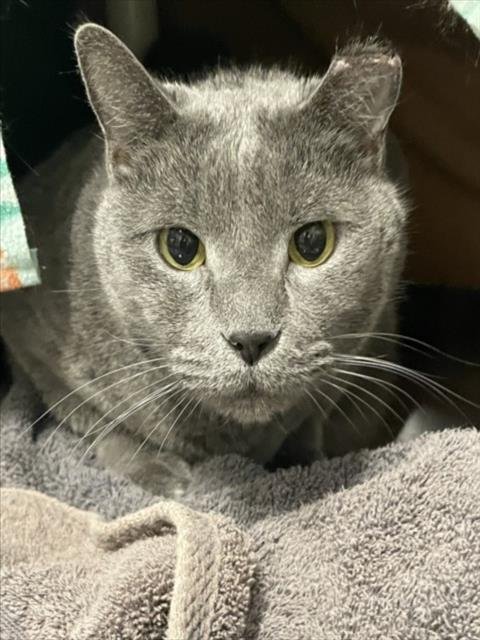 *JOHN - Domestic Short Hair available for adoption