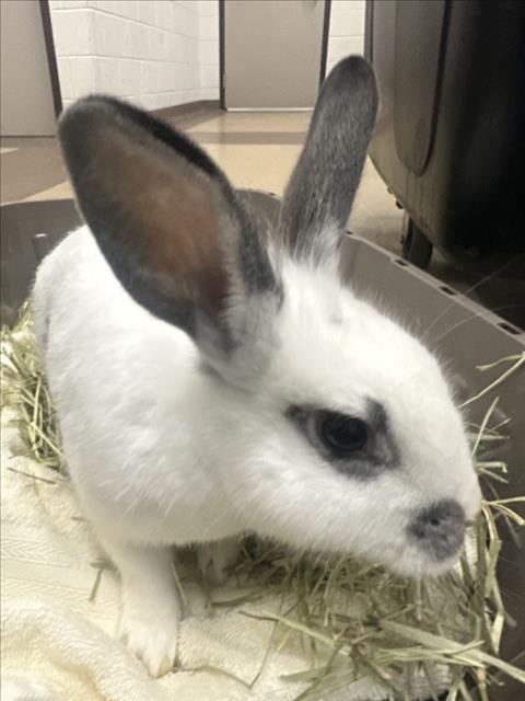 CHONCHO - Shorthaired Rabbit available for adoption
