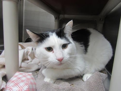 *MARITIME - Domestic Short Hair available for adoption
