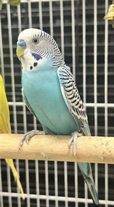 AZURE - Parakeet - Other available for adoption