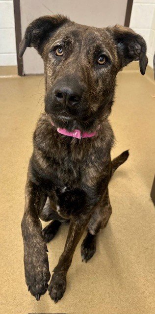 *STRAWBERRY SHORTCAKE - Hound available for adoption