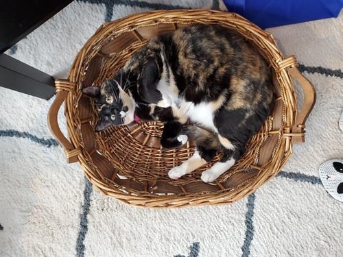 CONFETTI - Domestic Short Hair available for adoption