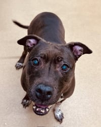 MOCHA - Photo 1