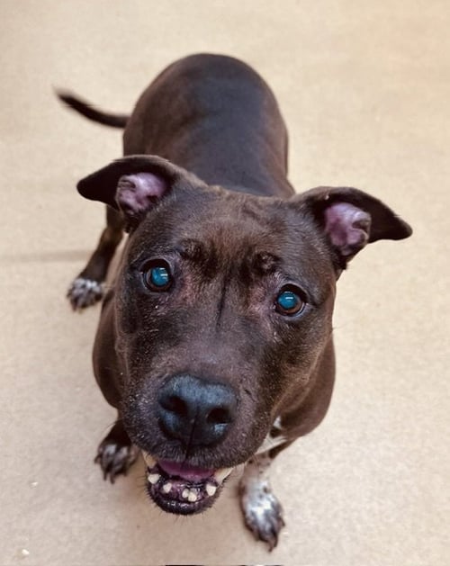 MOCHA - American Pit Bull Terrier available for adoption