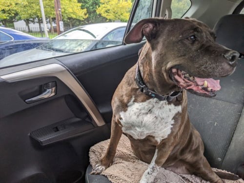 MOCHA - American Pit Bull Terrier available for adoption