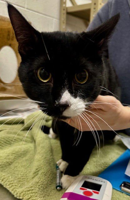 *PURRLOCK HOLMES - Domestic Short Hair available for adoption