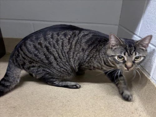 GUTS - Domestic Short Hair available for adoption