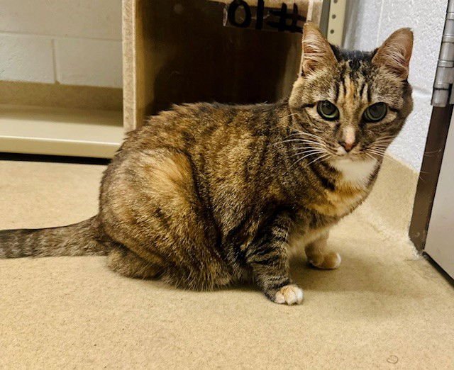 NORRIS - Domestic Short Hair available for adoption