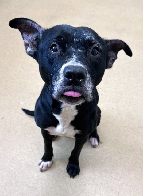 DAISY - American Staffordshire Terrier available for adoption