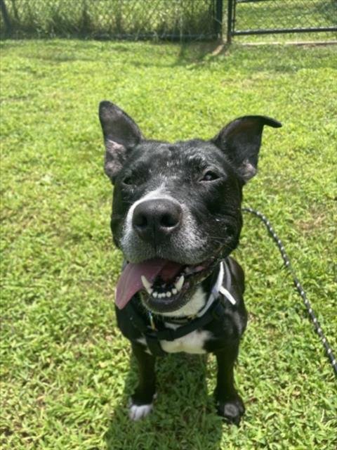 DAISY - American Staffordshire Terrier available for adoption
