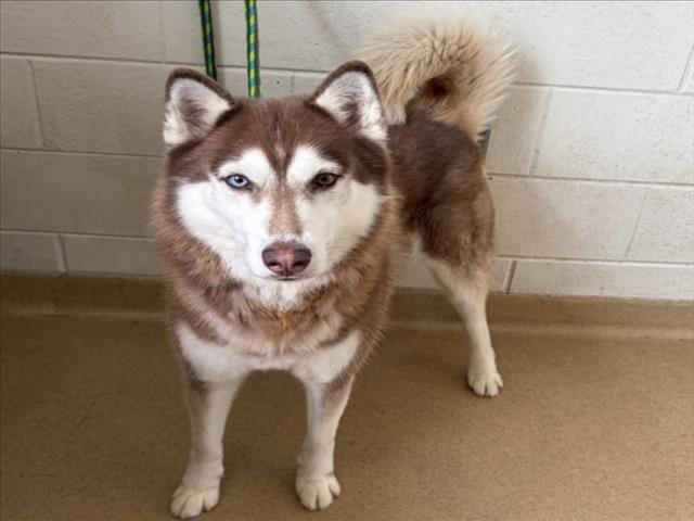 *BEOWOOF Image