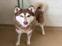 *BEOWOOF - Photo 1