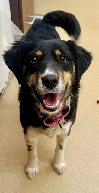 BONZA - Australian Cattle Dog/Blue Heeler available for adoption