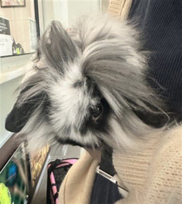 MIFFY - Longhaired Rabbit / Holland Lop available for adoption
