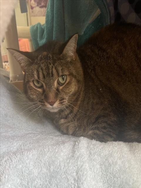 STORM - Domestic Short Hair available for adoption