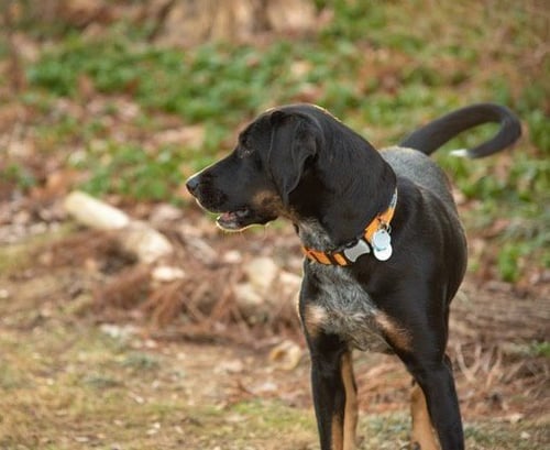 ZOLI - Black and Tan Coonhound available for adoption