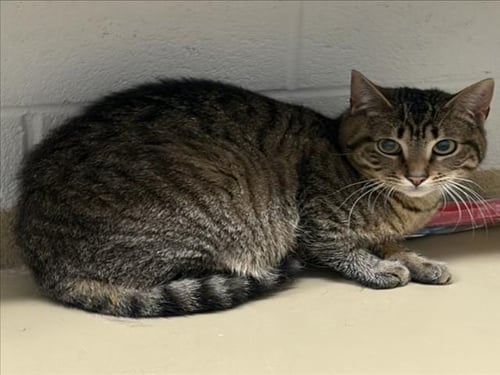*MAPLE - Domestic Short Hair for adoption in Rockville