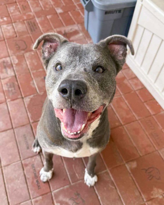 *WILBUR - American Pit Bull Terrier available for adoption