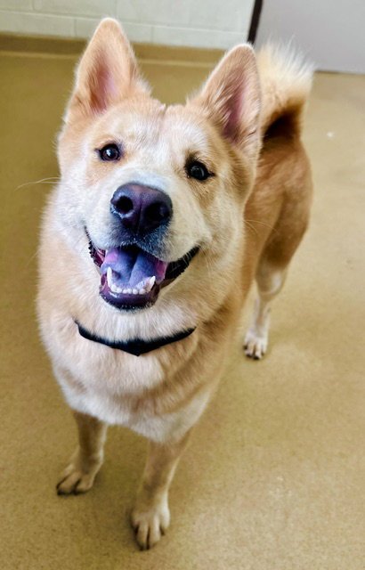 *CANNOLI - Shiba Inu / Chow Chow available for adoption