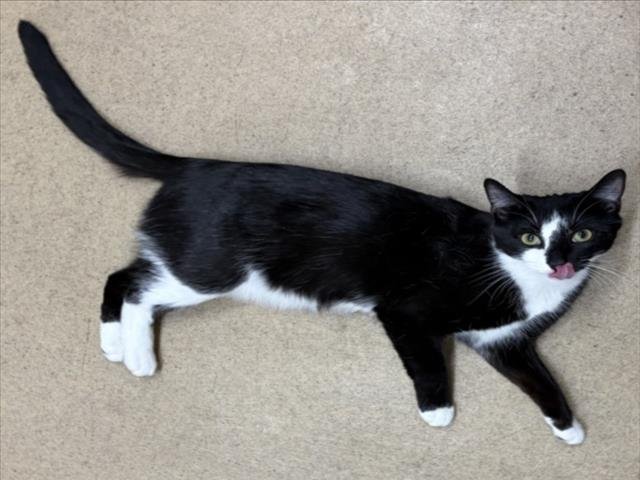 MILEY - Domestic Short Hair available for adoption