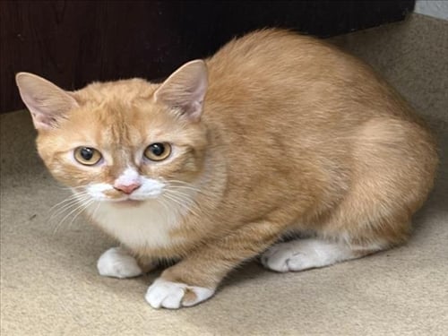 *ACTRESS - Domestic Short Hair available for adoption