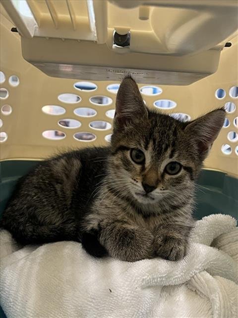 *POCKET SQUARE - Domestic Short Hair available for adoption