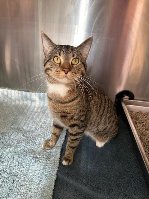 *JOHN CENA - Domestic Short Hair available for adoption