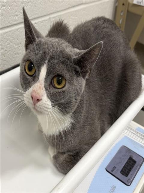 *KELZ - Domestic Short Hair available for adoption