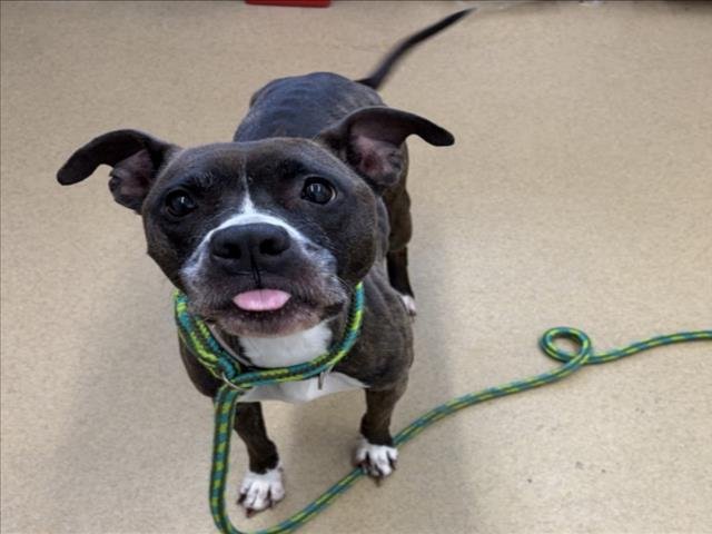 *BLUE BONNET - American Pit Bull Terrier available for adoption