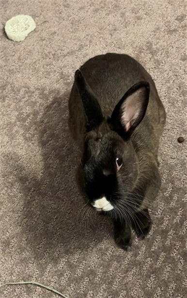 BROWNIE - Shorthaired Rabbit available for adoption