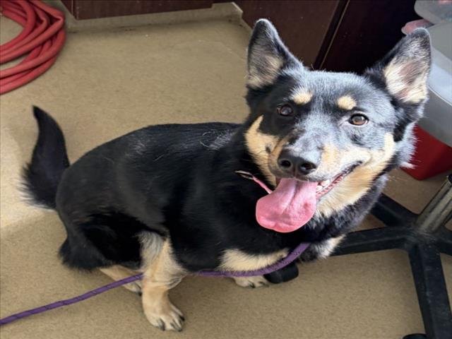 DREKA - German Shepherd Dog available for adoption