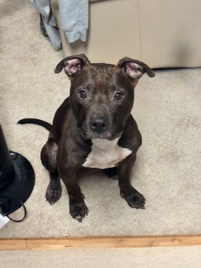 WAGGLES - American Pit Bull Terrier available for adoption