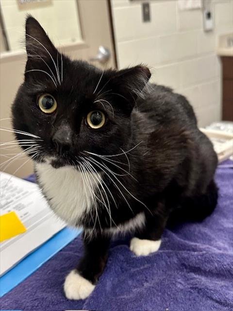 BLAKE - Domestic Short Hair available for adoption