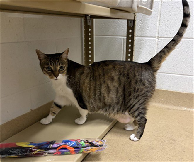 TRUDY Image