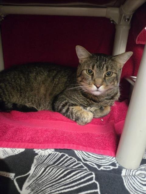 CHONK - Domestic Short Hair available for adoption