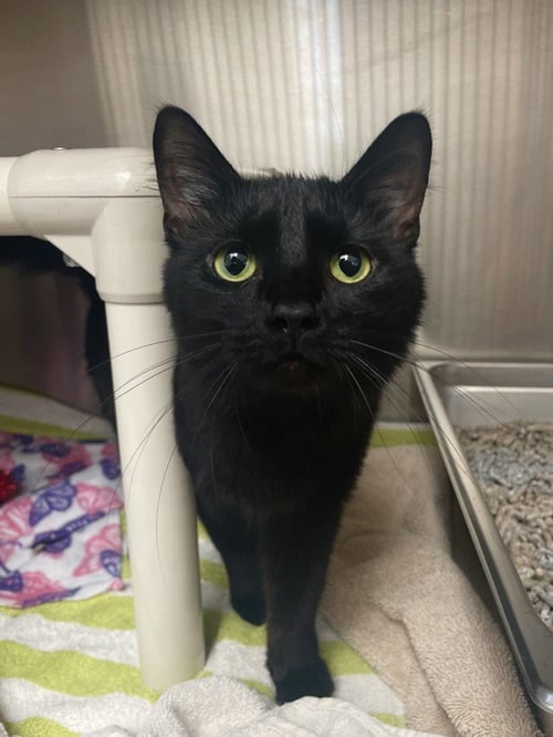 KIWI - Domestic Medium Hair available for adoption