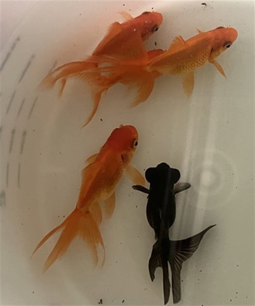 *GOLDFISH 2