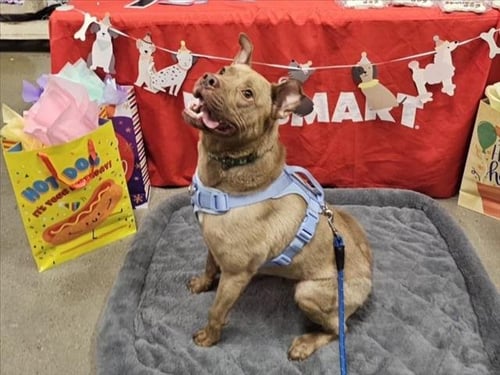 HENRY - American Pit Bull Terrier available for adoption
