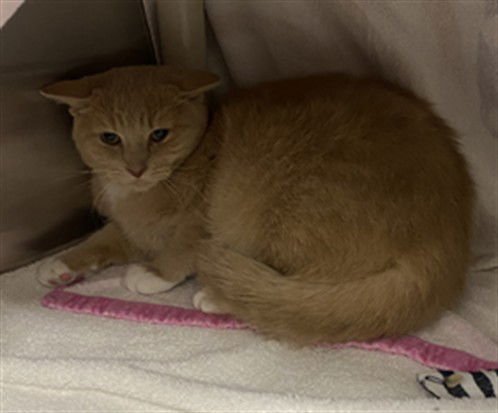 KHAIRE - Domestic Short Hair available for adoption