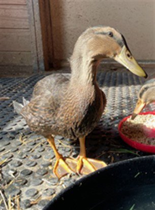 B - Duck available for adoption